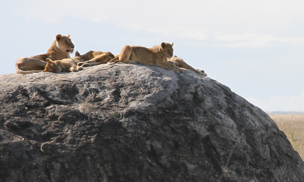 Lions relaxing on a rock outcrop in the Serengeti