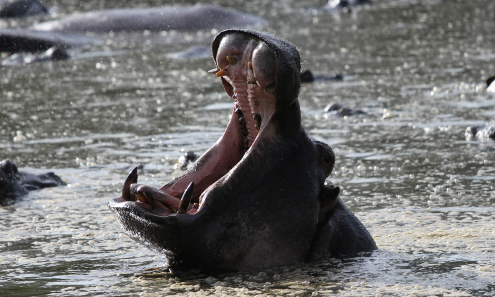 There are a series of great Hippo bathing pools throughout Tanzania