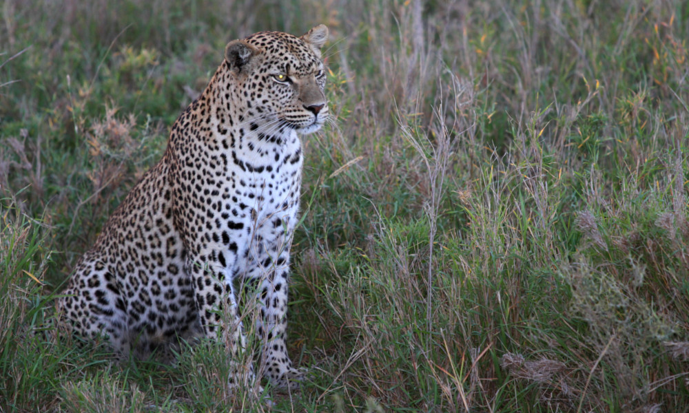 Leopard in the Serengeti