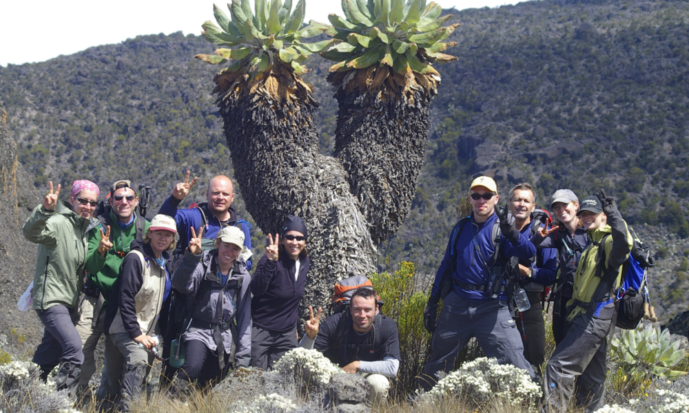 Giant Groundsel along the Machame Route